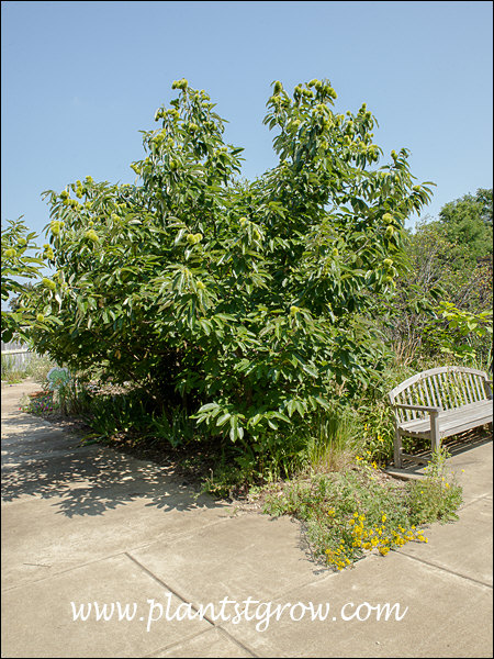 (mid August)